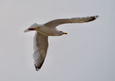 Close-up of seagull flying