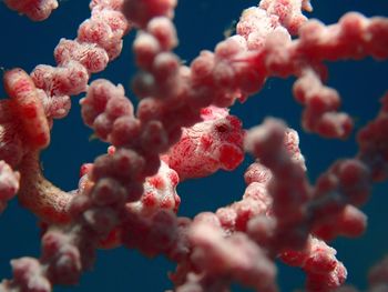 Low angle view of coral in sea