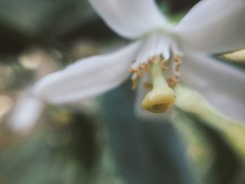 Close-up of white flowering plant