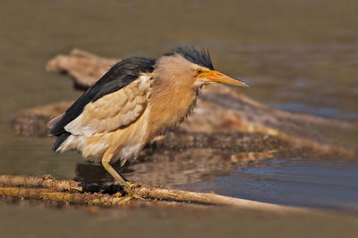 Bird perching on a lake