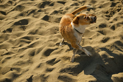 High angle view of dog on sand