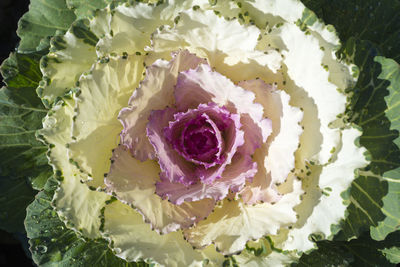 Close-up of flowers in water