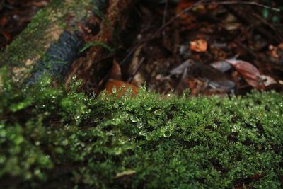High angle view of leaves on field in forest
