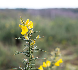 Close-up of yellow flowers blooming on field