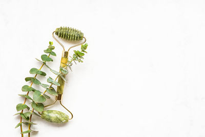 Close-up of fresh green leaves against white background