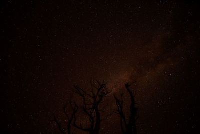 Low angle view of bare tree against sky at night