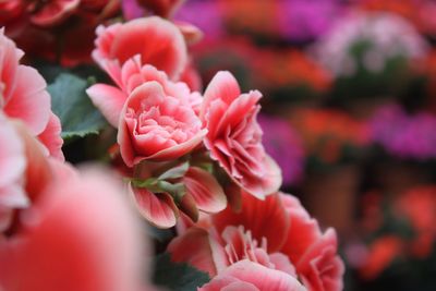 Close-up of pink flowers