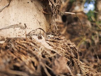 Close-up of dead tree in nest