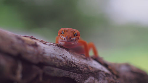 Close-up of lizard on tree