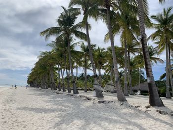 Palm trees on beach against sky