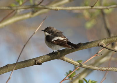 Low angle view of bird perching on branch