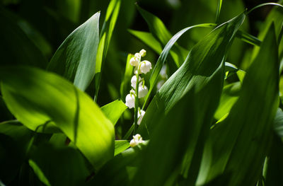 Close-up of wet flowering plant