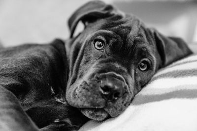 Close-up portrait of dog relaxing