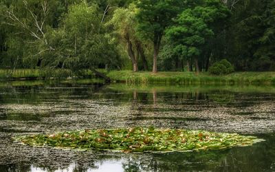 Scenic view of lake in forest