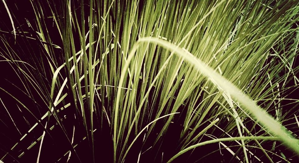 growth, plant, nature, grass, beauty in nature, tranquility, close-up, green color, field, blade of grass, outdoors, growing, no people, freshness, backgrounds, night, leaf, focus on foreground, stem