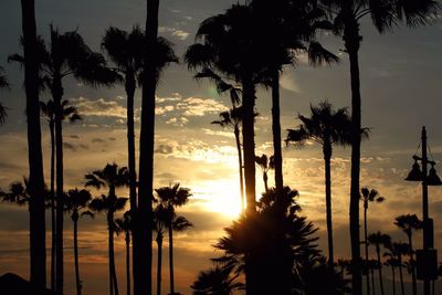 Silhouette palm trees against dramatic sky