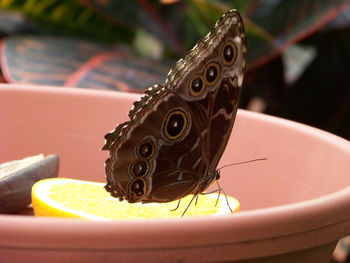 Close-up of butterfly on leaf