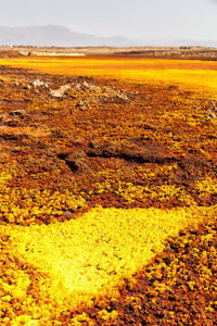 Yellow flowers on field against sky