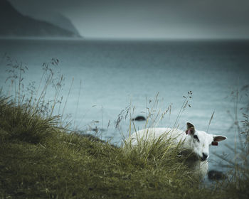Cows on field by sea against sky
