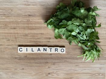 A bunch of fresh cilantro 