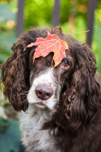 Close-up portrait of a dog