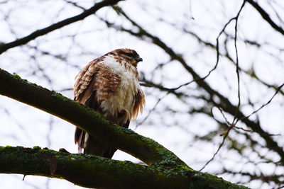 Low angle view of buzzard perching on tree
