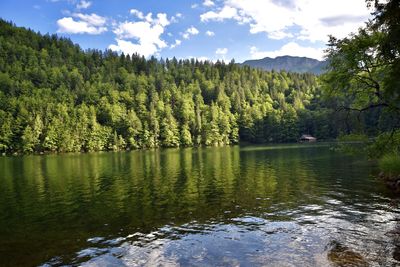 Scenic view of lake by trees in forest against sky