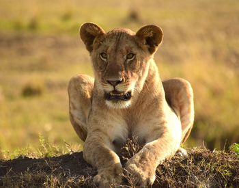 Portrait of lion lying on grassland looking forward