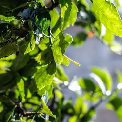 Close-up of fresh green leaves on plant