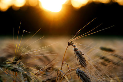 Close-up of wheat in farm