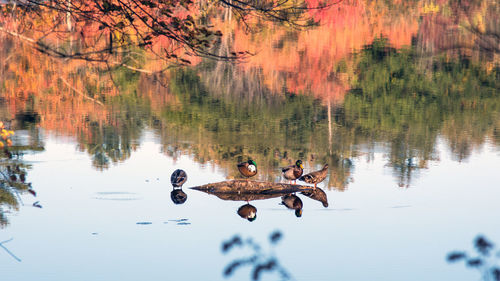 Ducks swimming in lake during autumn