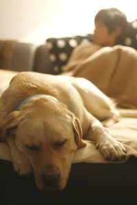 Dog sleeping on sofa at home