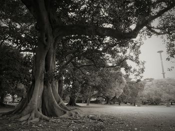 Trees in park against sky