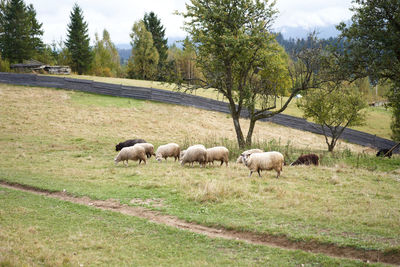 Sheep grazing in a field