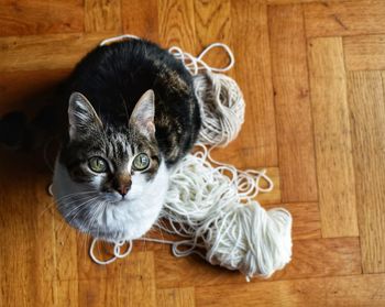 Portrait of a cat on wooden floor