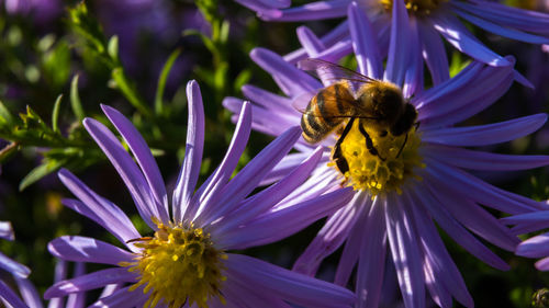 Close-up of bee pollinating on purple flower