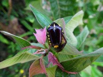 Close-up of ladybug on plant