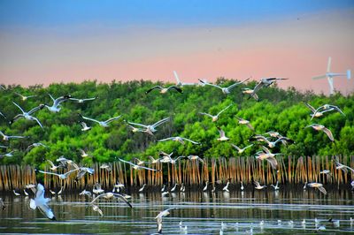 Birds flying over river against lush foliage