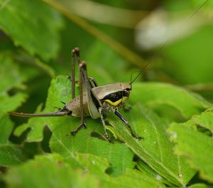 Close-up of insect on leaf