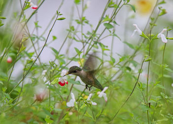 View of bird on flower
