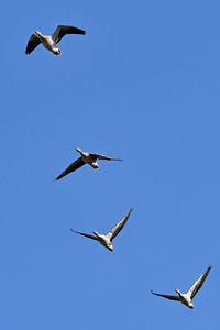 Low angle view of seagull flying in sky