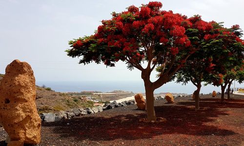Tree on beach against sky