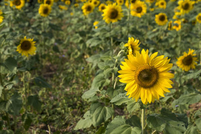 Close-up of yellow flowering plant on field