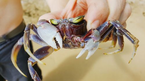 Close-up of hand holding crab