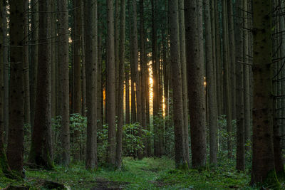 Trees in forest