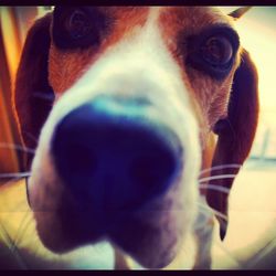 Close-up portrait of a dog