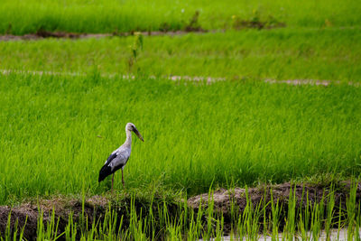 Bird perching on a field