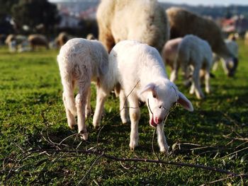 Sheep grazing on field