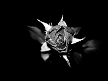 Close-up of rose against black background