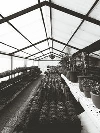 Plants in greenhouse